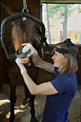 Oral exam of equine incisors