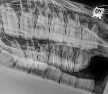 Radiograph of abscessed tooth #208